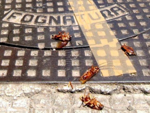 "Le blatte della fogna nera competono ad altri" "Le blatte della fogna nera competono ad altri"