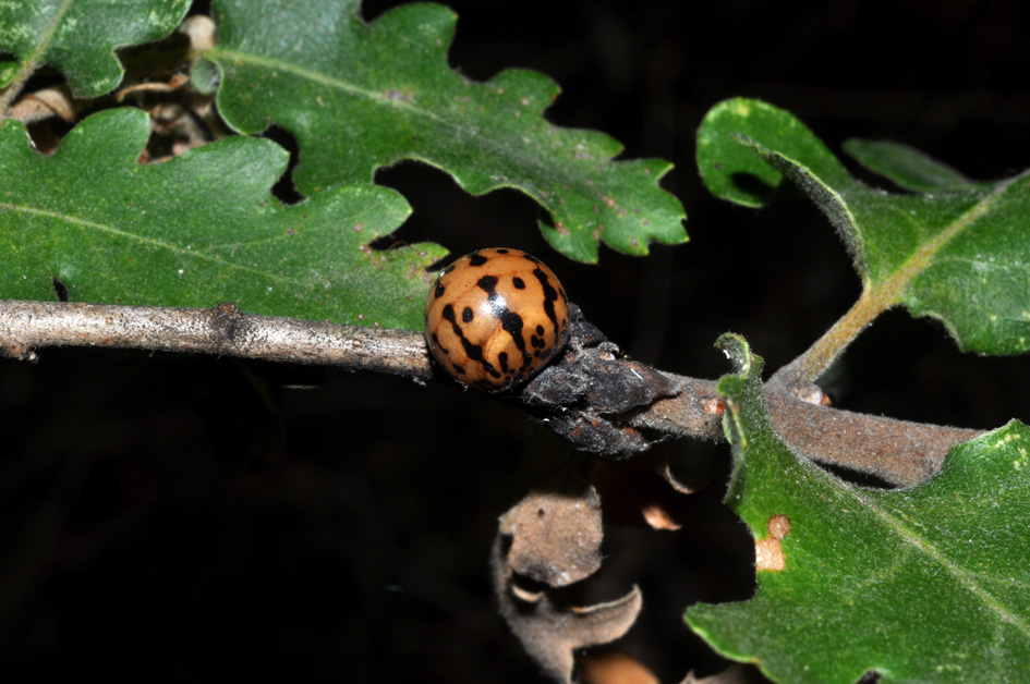 "Ad attaccare i lecci è la cocciniglia Chermococcus" "Ad attaccare i lecci è la cocciniglia Chermococcus"