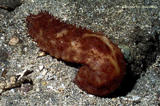 Lotta alla razzia di oloturie, sequestrati sette pescherecci