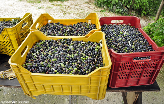 Olive come diamanti, trasportate con la scorta