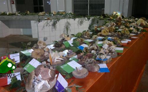 La mostra micologica torna nel Palazzo della Cultura