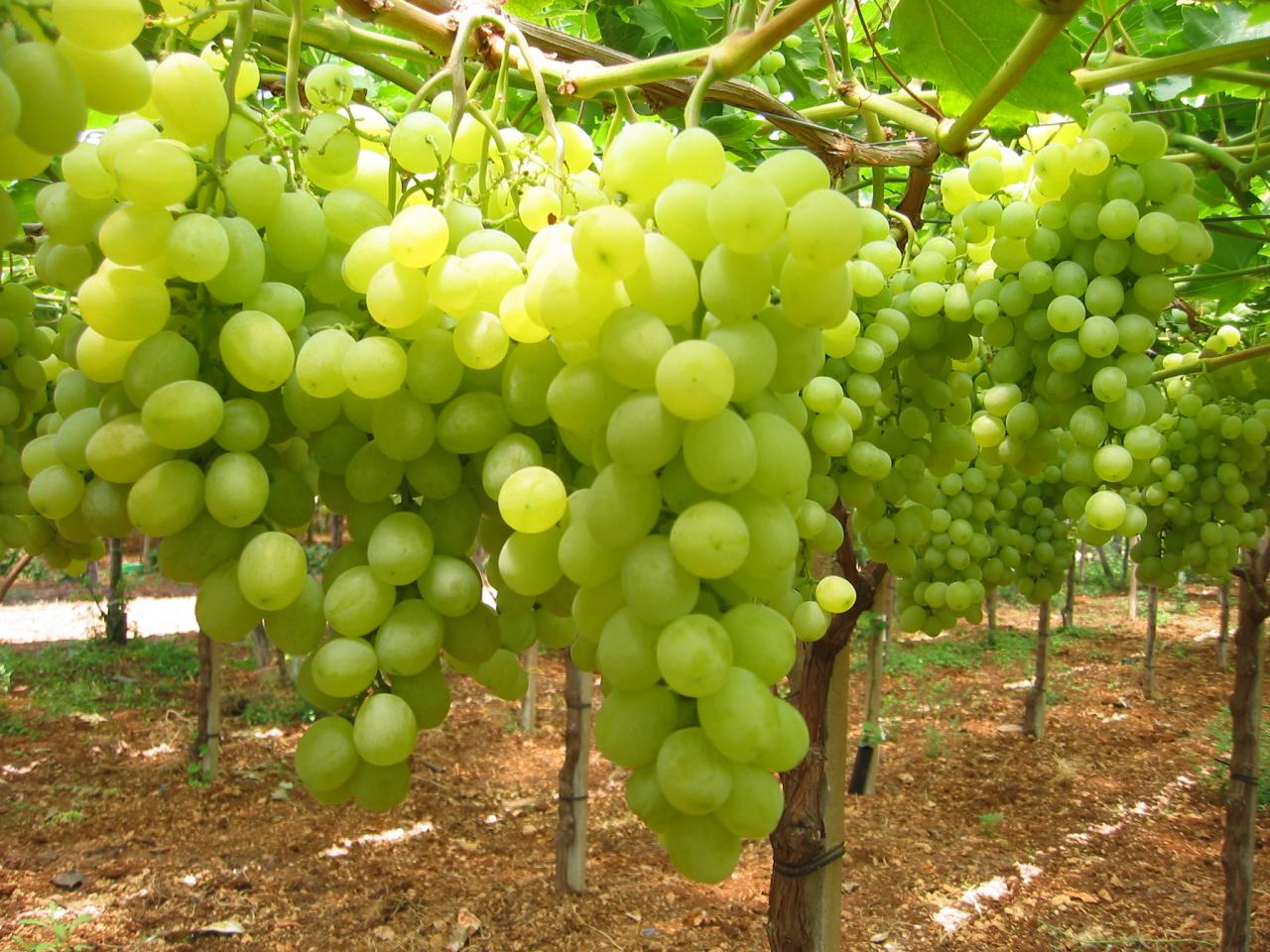 Luci ed ombre dell'agricoltura pugliese