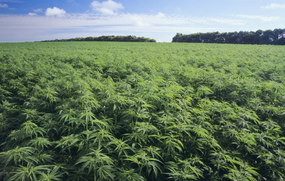 Accesso alla cannabis terapeutica &quot;in Puglia si attui la legge&quot;