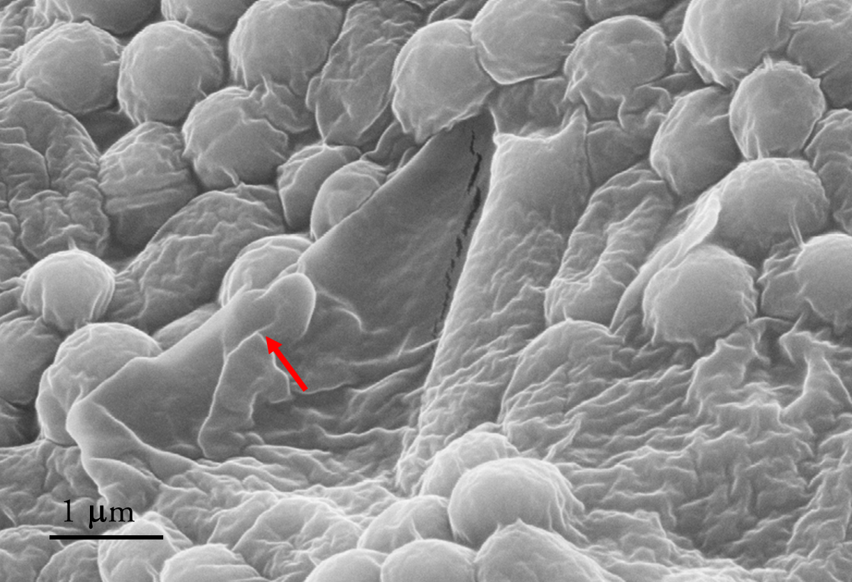 Il grafene contro i batteri