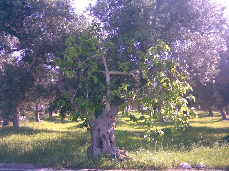 Un fico piantato nella vigna Un fico piantato nella vigna