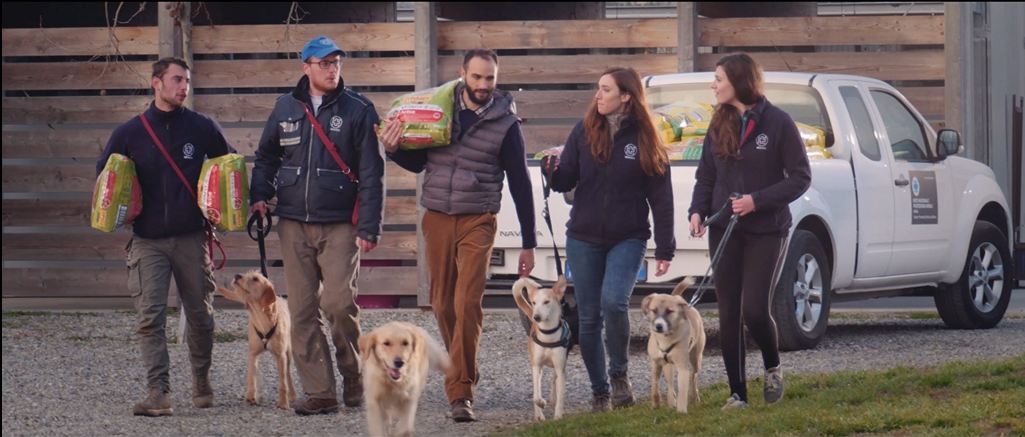 Un milione di pasti per gli animali abbandonati