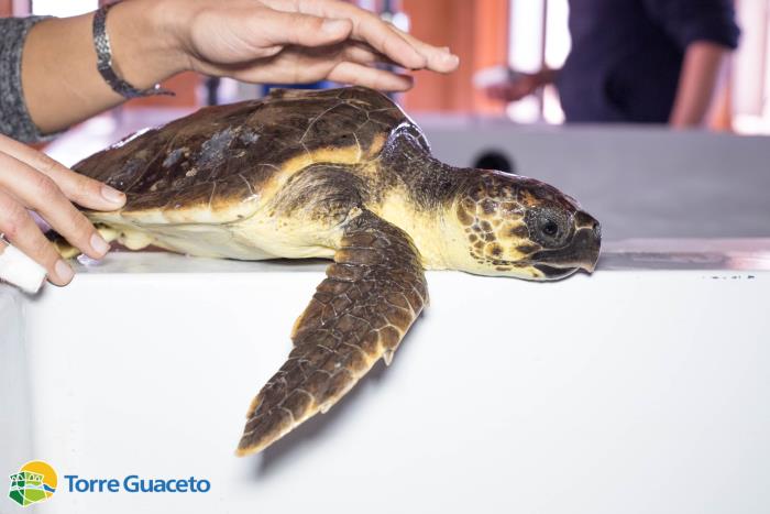 Salvate tre caretta-caretta a Torre Guaceto