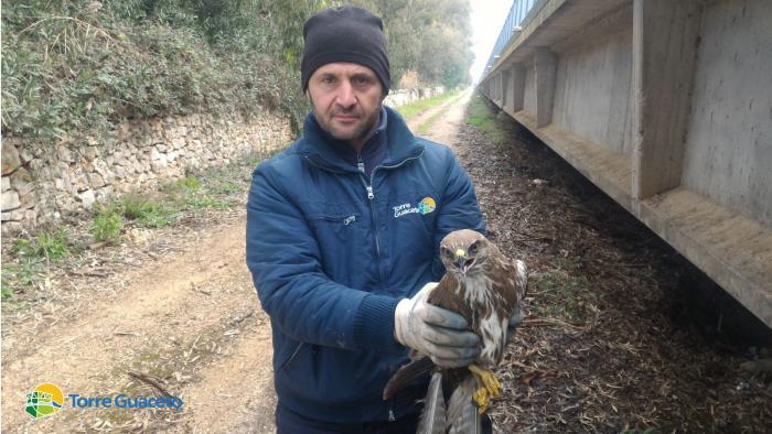 Soccorsa a Torre Guaceto una poiana ferita Soccorsa a Torre Guaceto una poiana ferita
