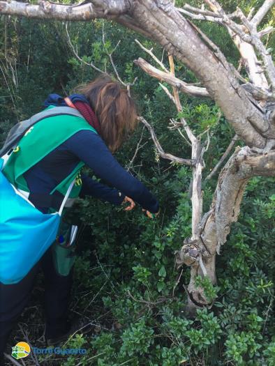 A Torre Guaceto non c'è la xylella A Torre Guaceto non c'è la xylella