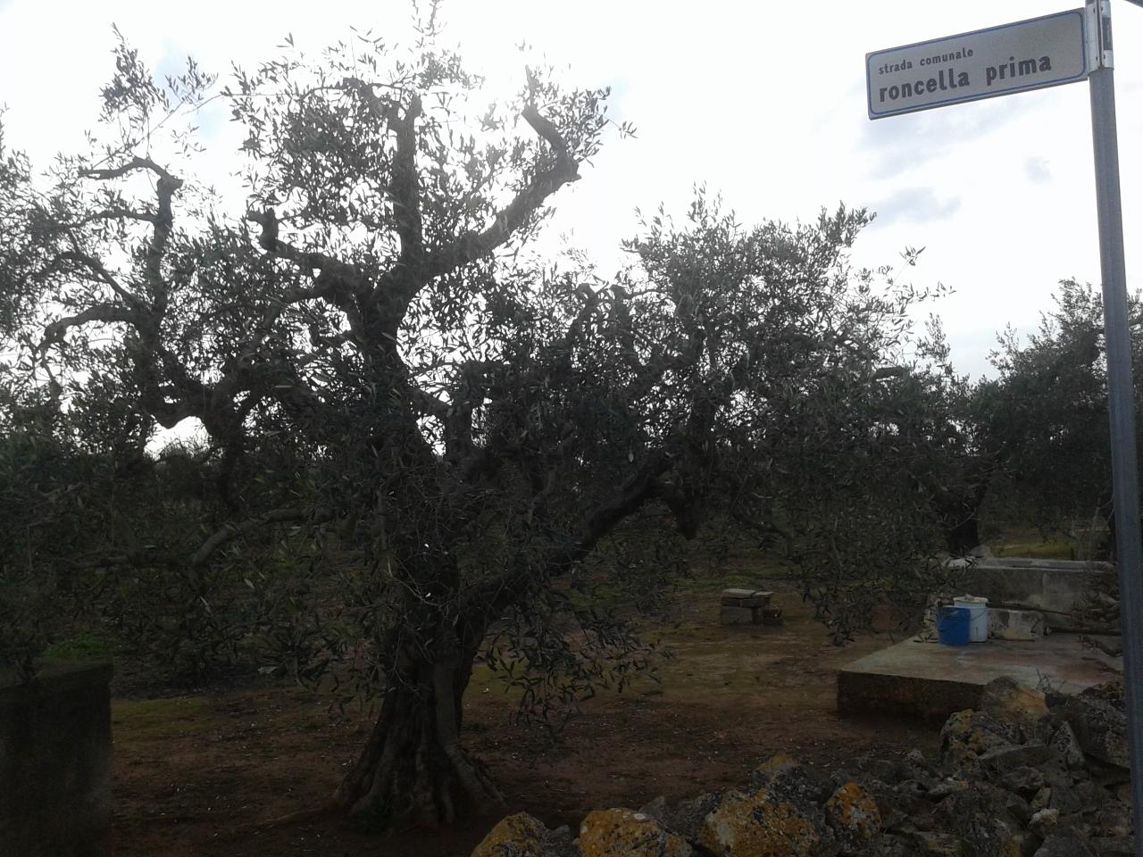 I residenti in via Roncella prima tornano alla carica