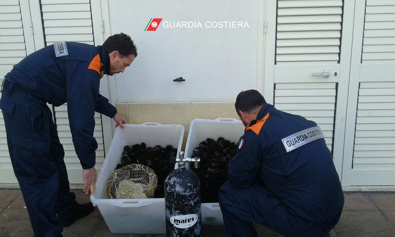 Avevano raccolto 1000 ricci in area marina protetta, denunciati due pescatori di frodo Avevano raccolto 1000 ricci in area marina protetta, denunciati due pescatori di frodo