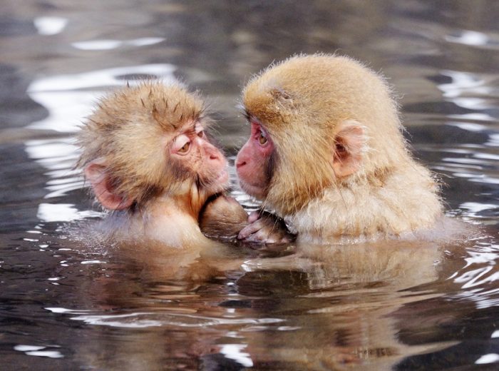 I macachi riconoscono i parenti