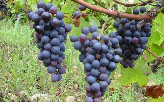 Il vino di Puglia spopola al ProWein in Germania