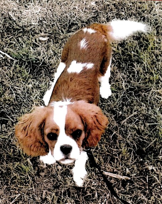 Tutti alla ricerca di Olivia