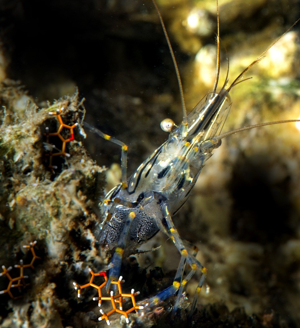 Una bocca che funziona da naso