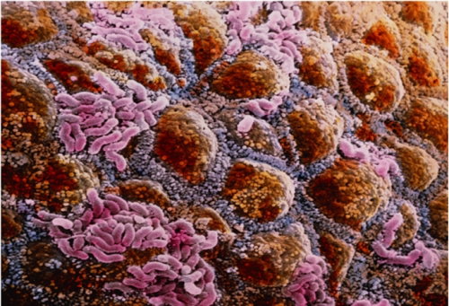 Il microbiota intestinale è influenzato da Marte?