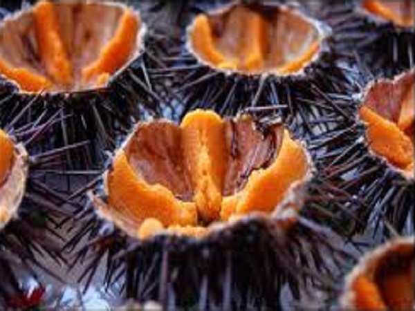 Raccoglievano ricci nell'area marina protetta, denunciati tre sub