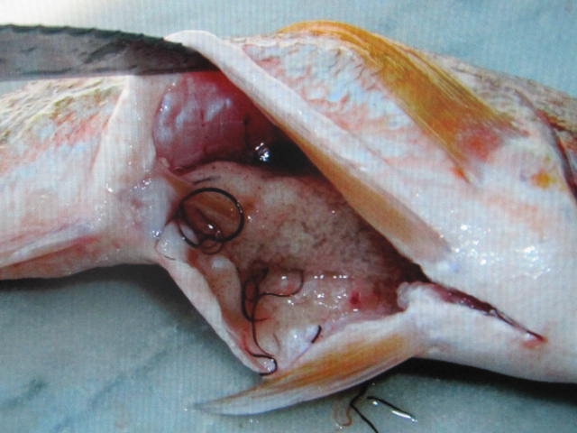 Molto rischioso mangiare il pesce crudo