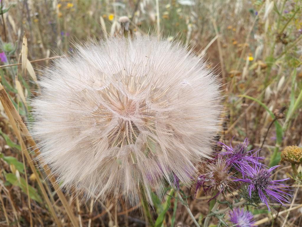 In Italia la seconda primavera più calda dal 1800 