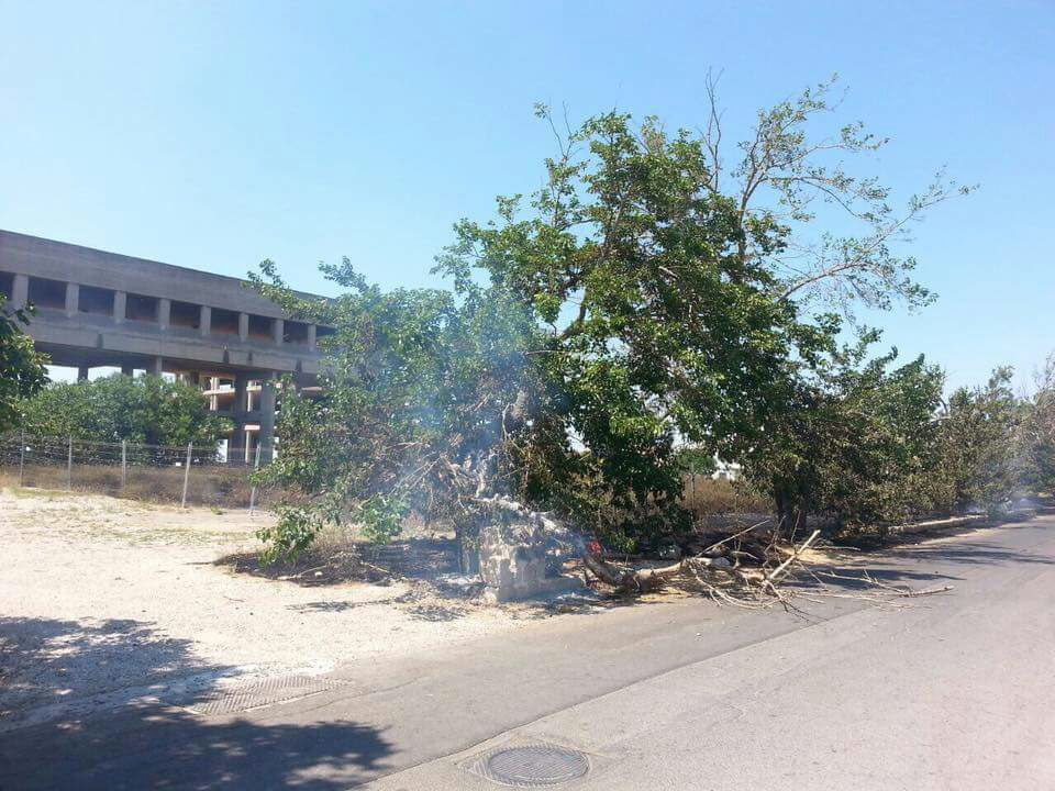 I gelsi di Nardò distrutti dal fuoco