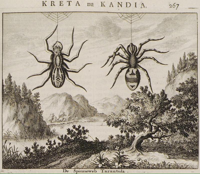 “Il Veleno della Devozione” “Il Veleno della Devozione”