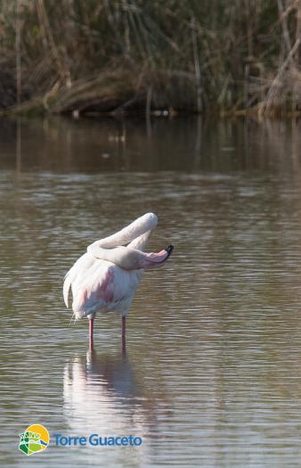 Un fenicottero solitario a Torre Guaceto