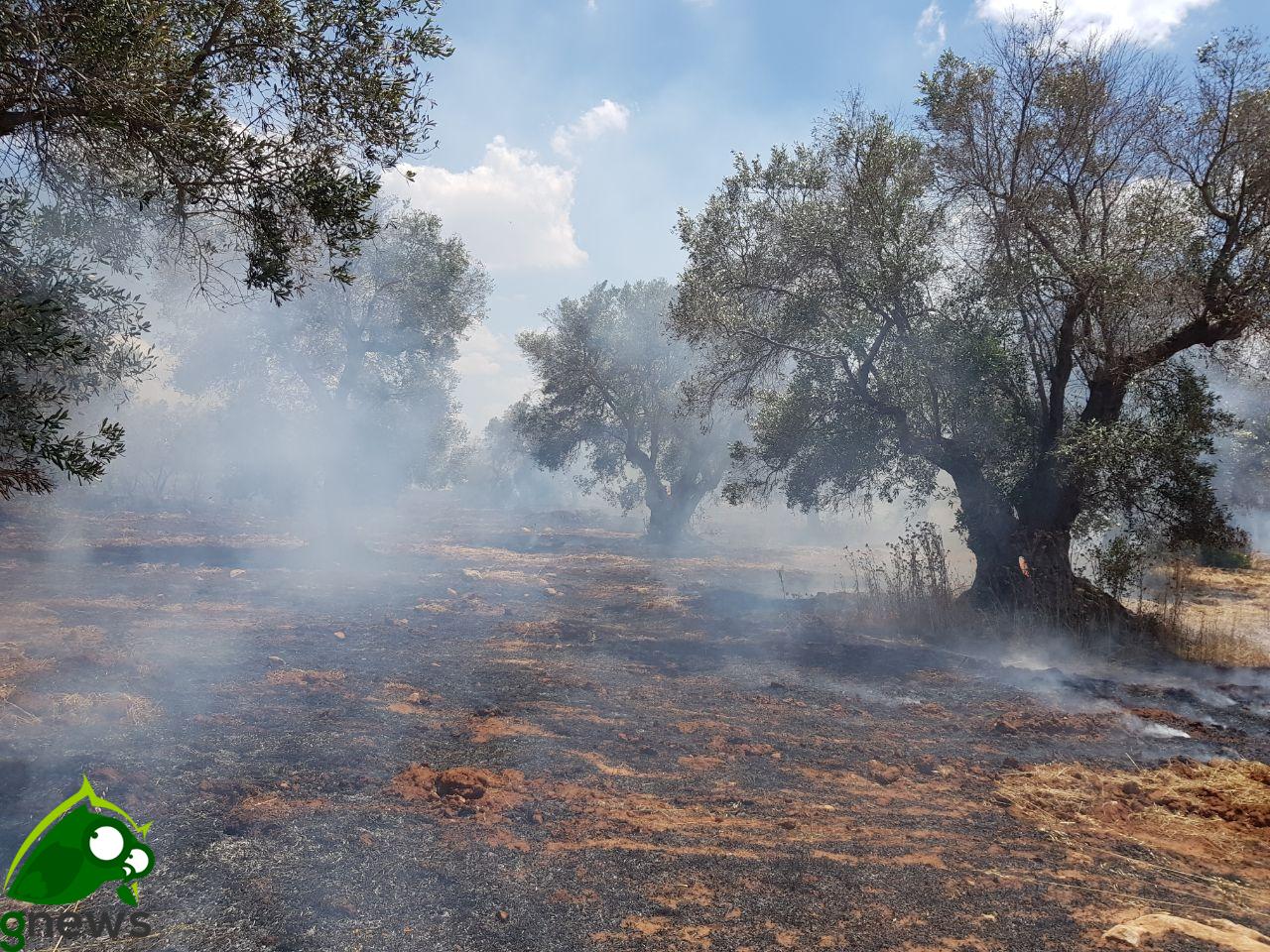 Con i cambiamenti climatici cresce il rischio di incendi