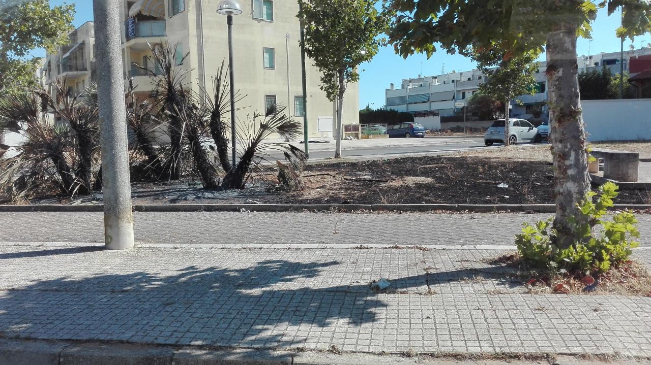 Le palme bruciate in via Seneca