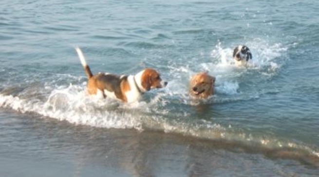 Lite in spiaggia per un maremmano a pelo lungo