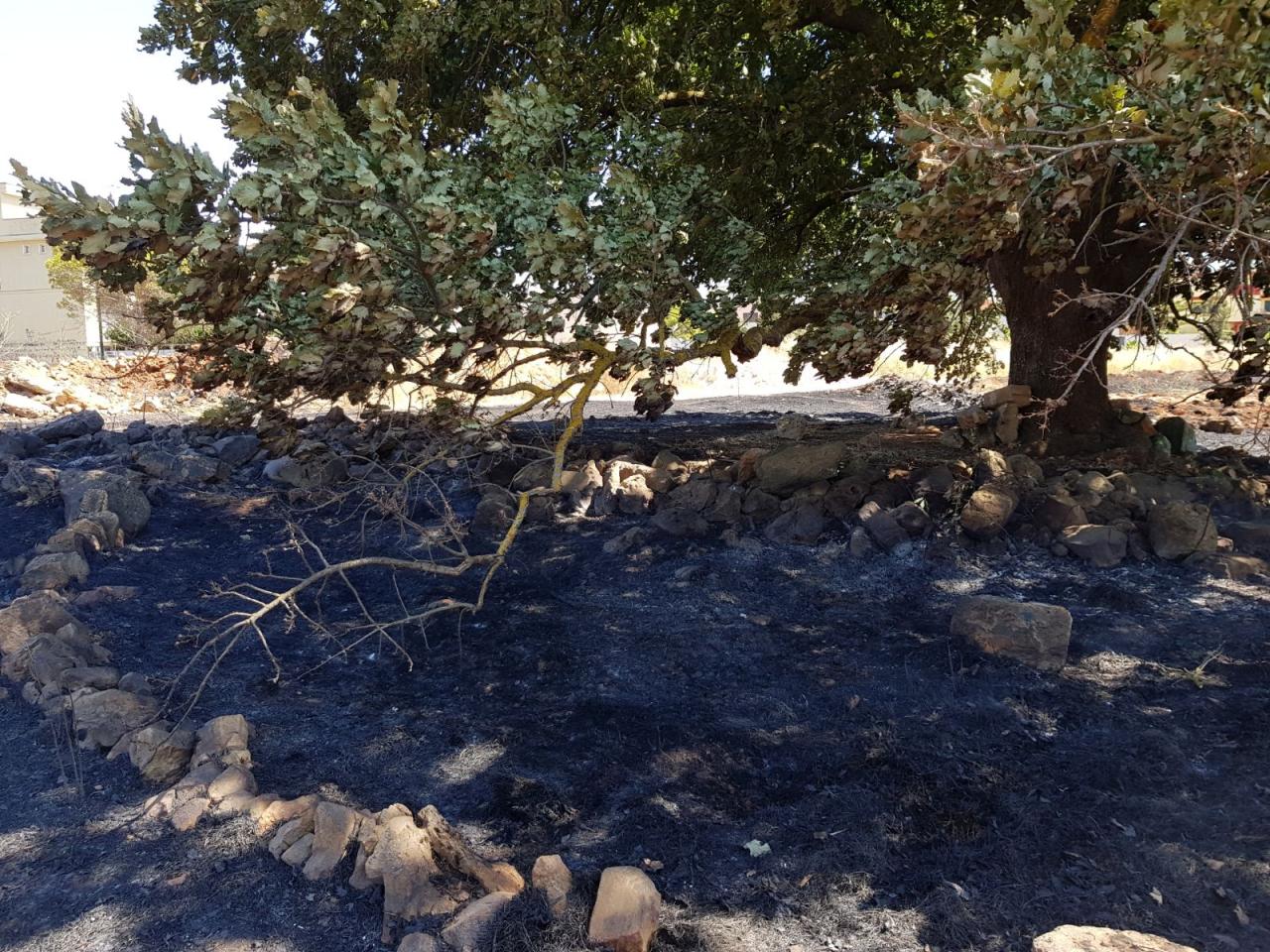 Salvata dalle fiamme la Quercia Vallonea sulla collina di San Sebastiano a Galatina