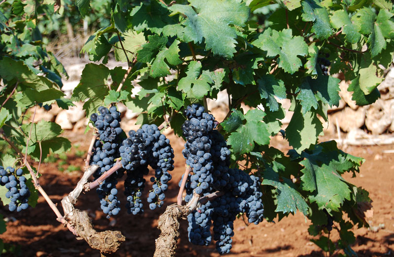 Una grande annata per il vino pugliese ma la produzione scenderà Una grande annata per il vino pugliese ma la produzione scenderà