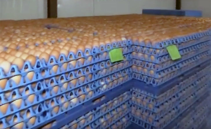 Uova al Fipronil anche in provincia di Lecce Uova al Fipronil anche in provincia di Lecce