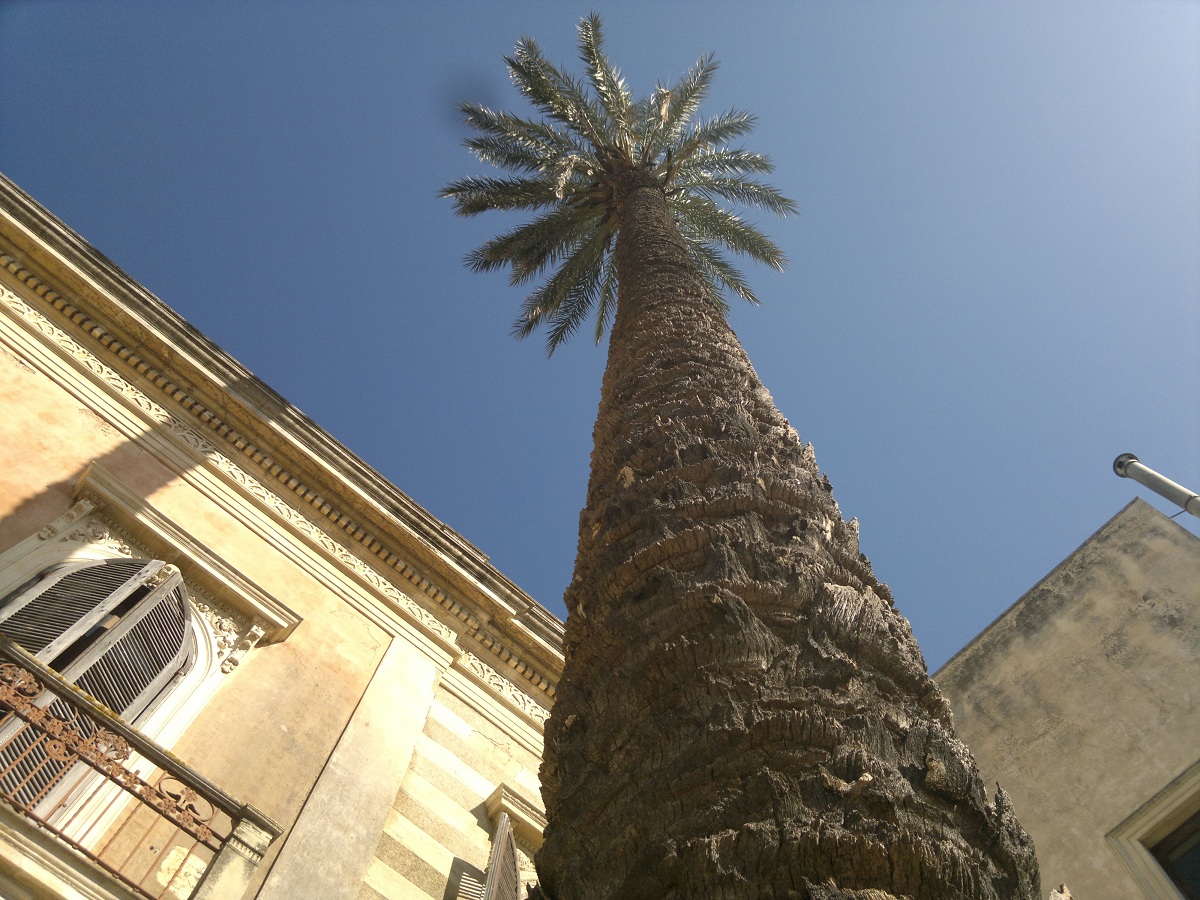 Salviamo la palma della 'Casa Paterna' Salviamo la palma della 'Casa Paterna'