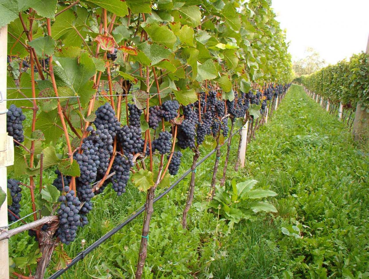 In Puglia si sperimenta la vite che richiede meno acqua