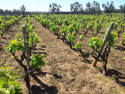 Al Rosa del Golfo due riconoscimenti di “Slow Wine 2018”