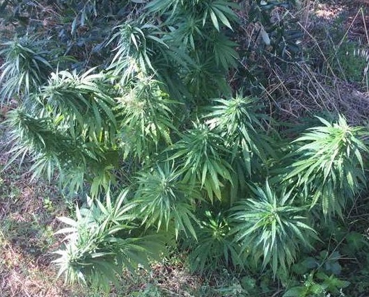 Coltivava marijuana in giardino, galatinese arrestato a Soleto Coltivava marijuana in giardino, galatinese arrestato a Soleto