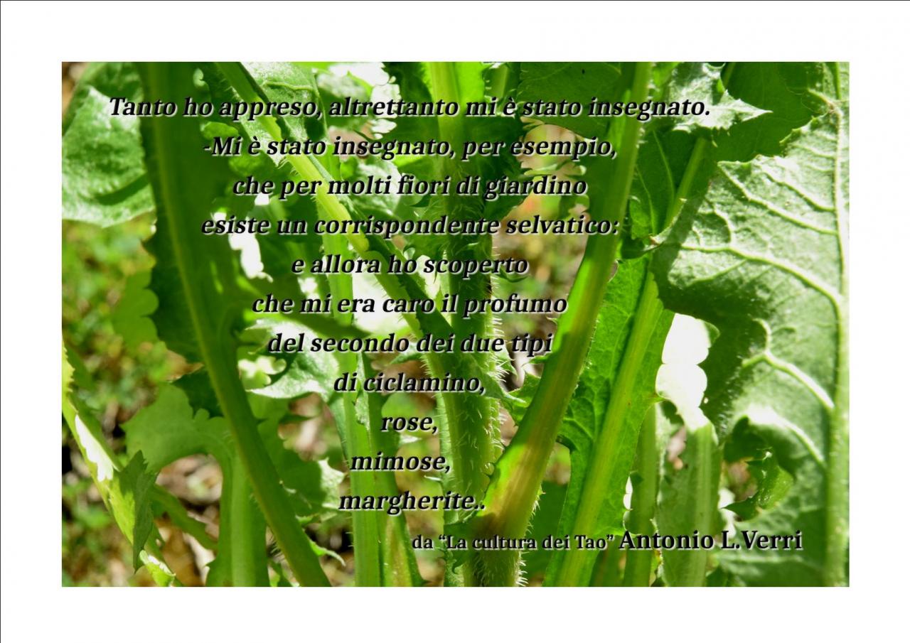 “Dai semi al cibo"