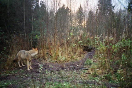 Il lupo è tornato nel Salento