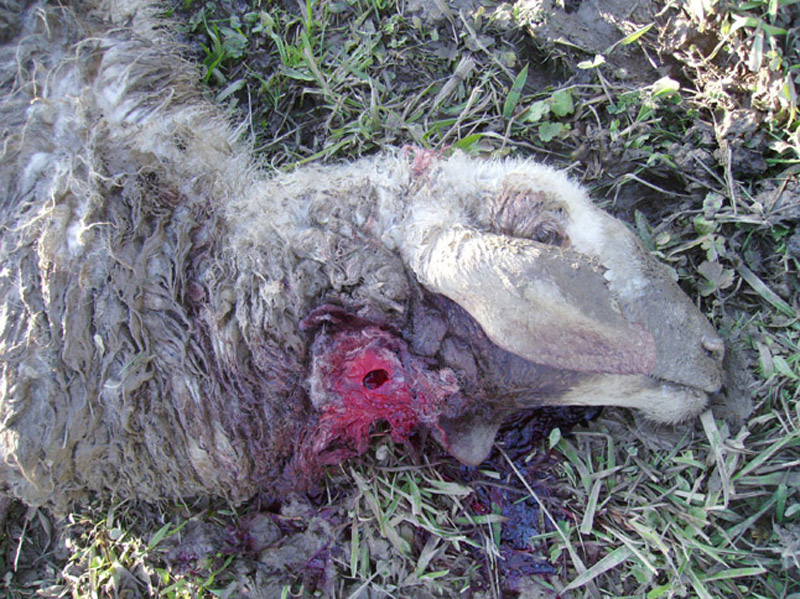 Il lupo è tornato nel Salento. La conferma dal suo dna trovato sulla carcassa di una pecora