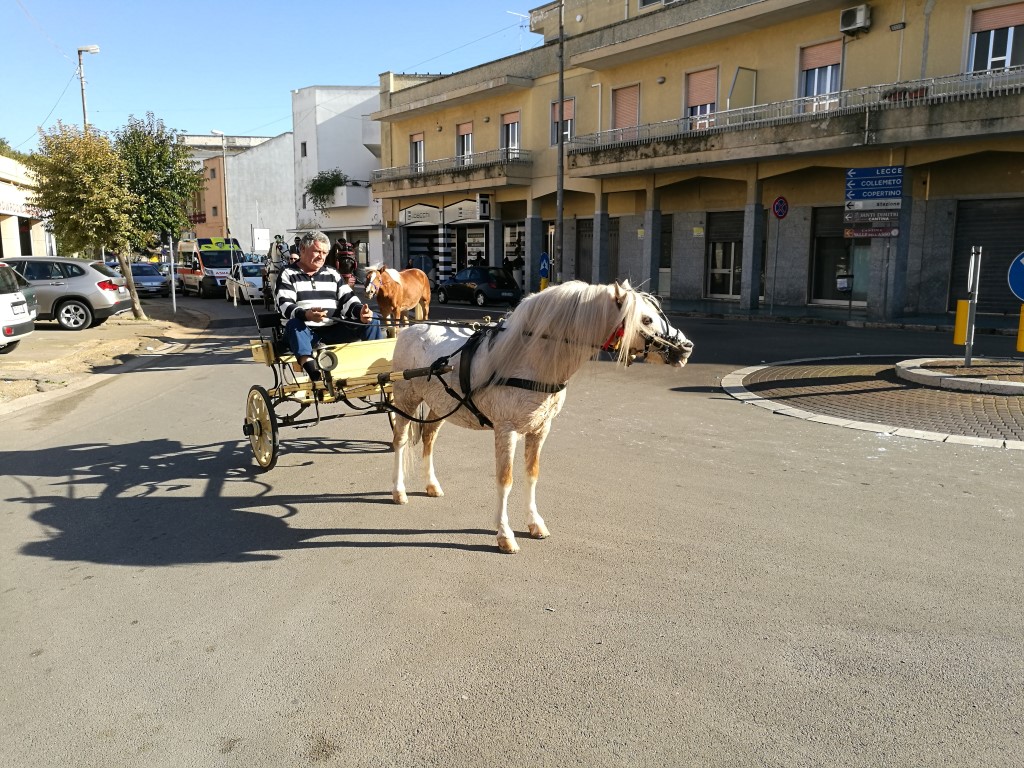 Galatina invasa dai cavalli per la Fiera di Santa Caterina d'Alessandria e la gioia dei bambini