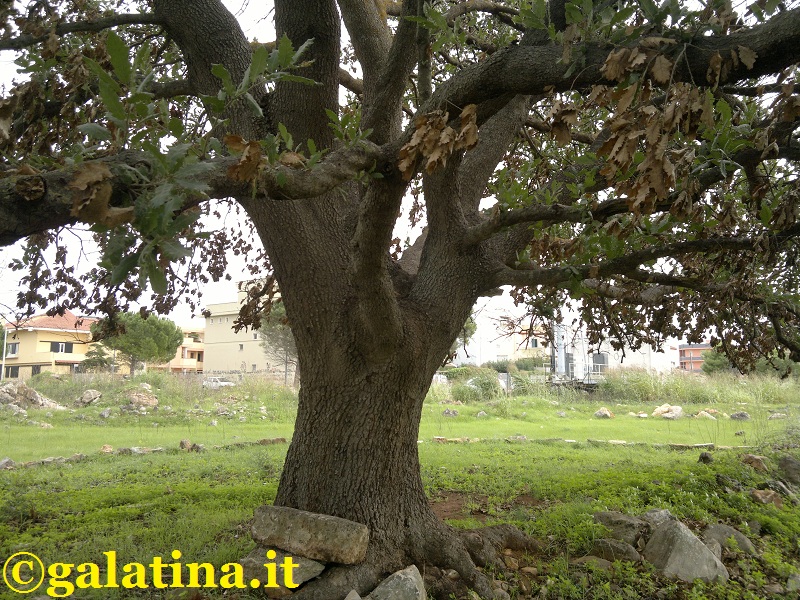 La quercia vallonea sulla collina di San Sebastiano è un 'albero monumentale' La quercia vallonea sulla collina di San Sebastiano è un 'albero monumentale'