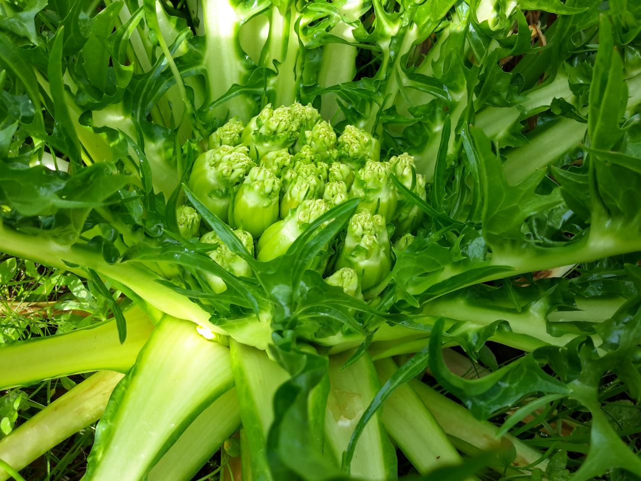 Sua squisitezza la cicoria di Galatina