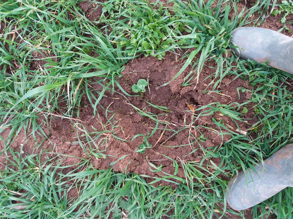 Aumentano in Puglia lupi e cinghiali