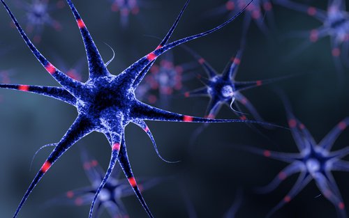Uno sbilanciamento fra due proteine alla base di anomalie nel sistema nervoso del nascituro Uno sbilanciamento fra due proteine alla base di anomalie nel sistema nervoso del nascituro