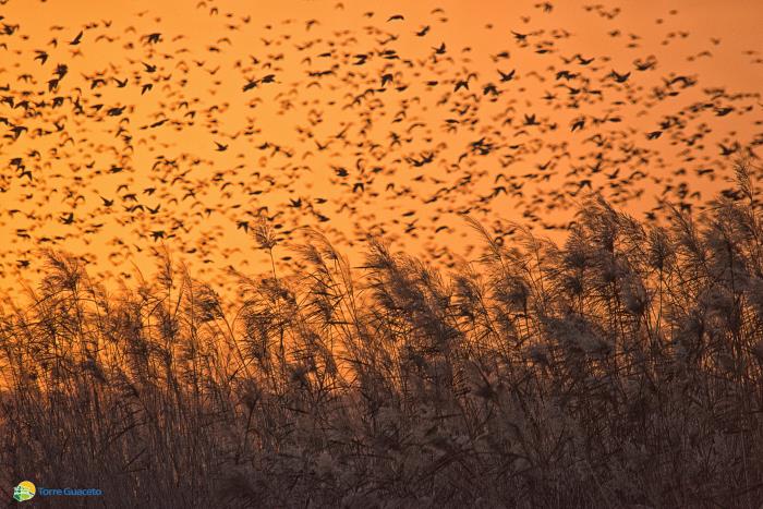 La Puglia invasa da dieci milioni di storni