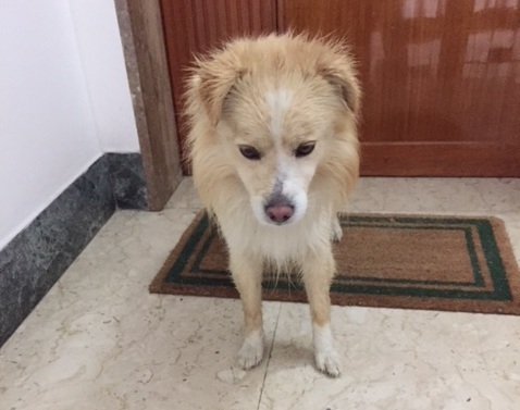 Chi ha smarrito questo simpatico cane?