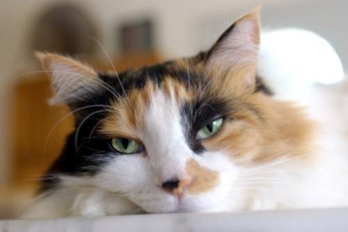 Investe un gatto e non si ferma, rischia fino a 1559 euro di multa