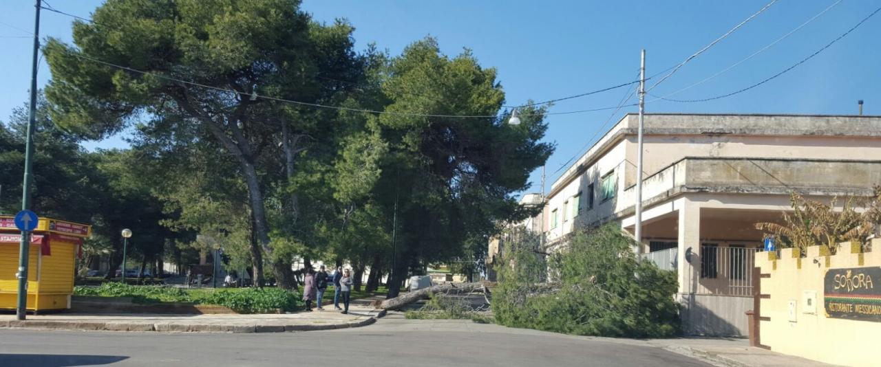Un grosso pino cade su piazzale Stazione e sfiora un'auto