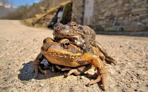 Si cercano volontari per “La Notte degli Gnomi”