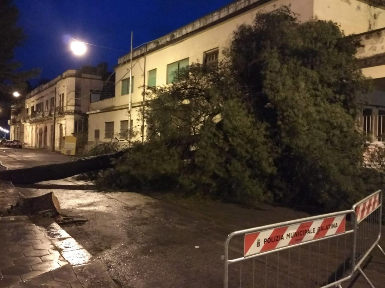 Un altro pino vittima della burocrazia